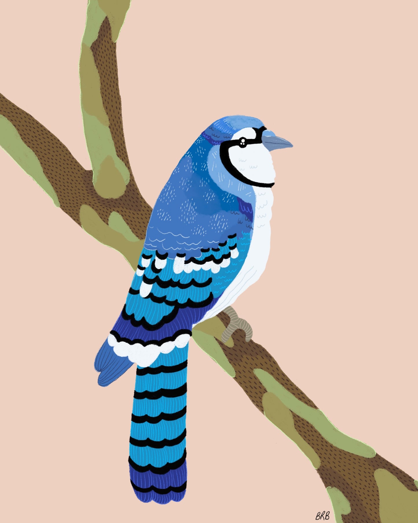 Blue Jay Art Print